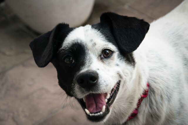 Tartaro ai denti del cane: le 5 principali conseguenze