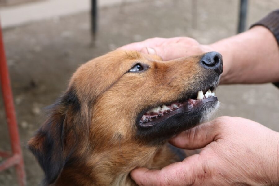 cane mani sorreggono