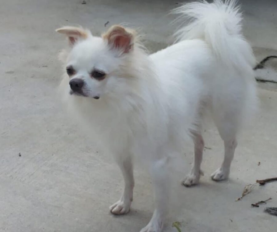 cane sull'asfalto pelo bianco