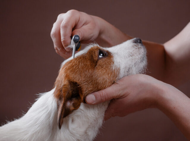 5 tipi di pettini e spazzole per il cane che lo renderanno bellissimo