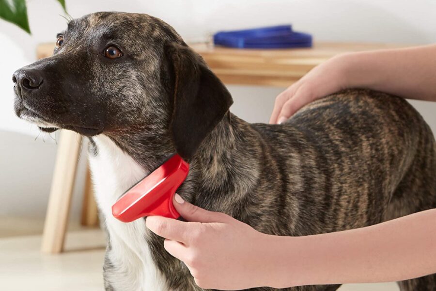 spazzola per il cane rossa