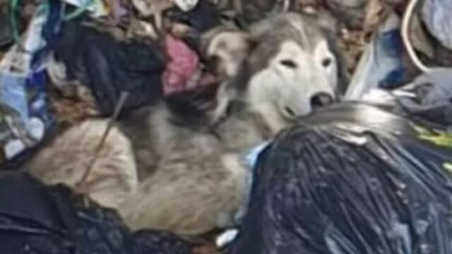 Toto, il cane Husky salvato miracolosamente dopo essere caduto in una vasca trita-rifiuti