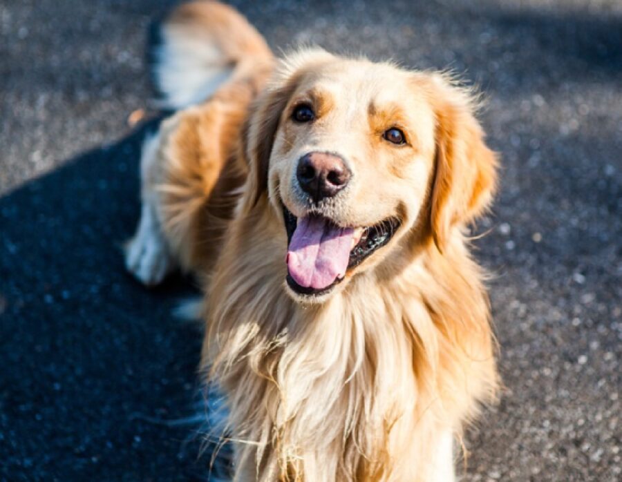 cane golden sorriso unico