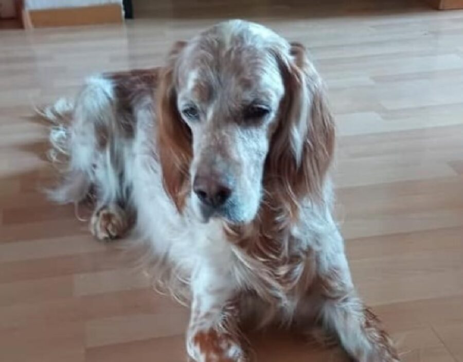 ciro cane setter inglese casa