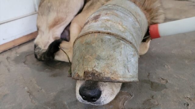 La triste storia di Cletus, un cane randagio trovato con un tubo di ferro infilato in testa