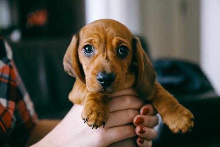 cucciolo di cane tenuto in mano