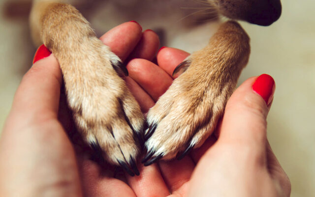 Come curare le unghie del cucciolo di cane sin dalla nascita?