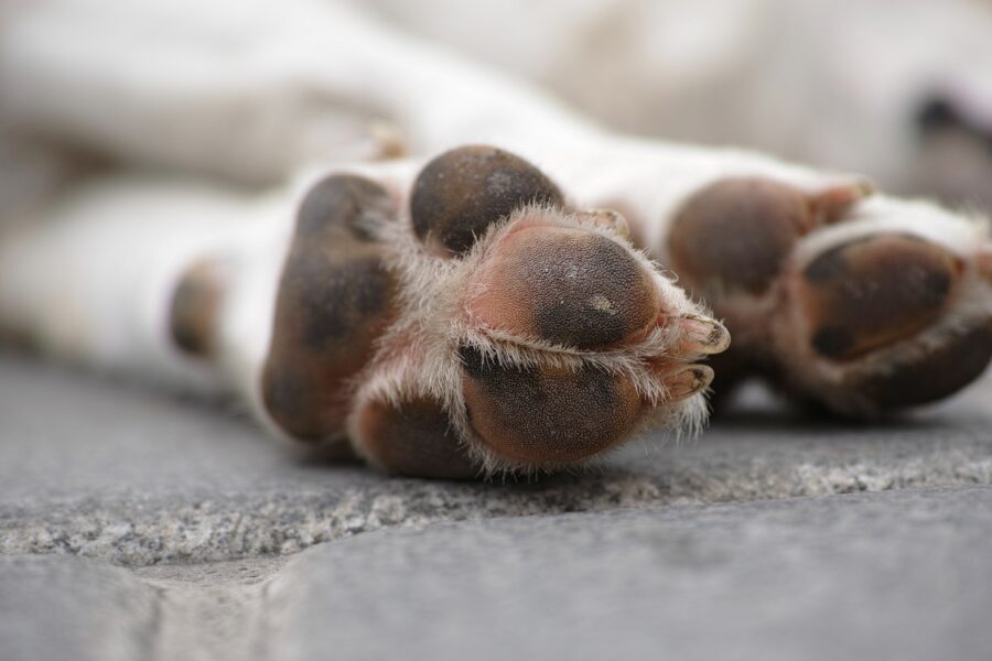 zampe di cane con unghie lunghe