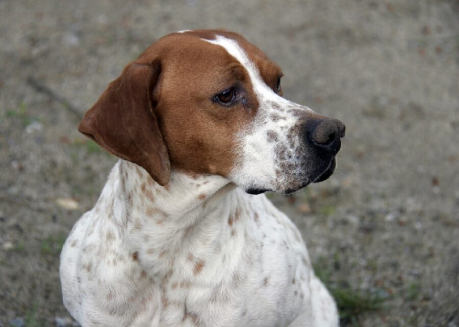 cane segugio testa marrone