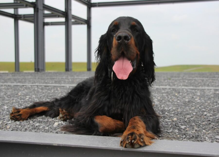 cane nero setter parco