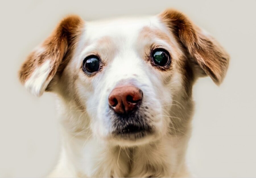 cucciolo di cane occhi profondi