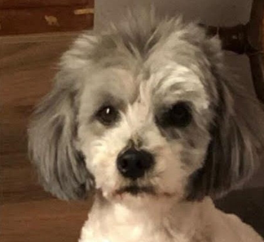 cagnolino pelo faccia bianco grigio