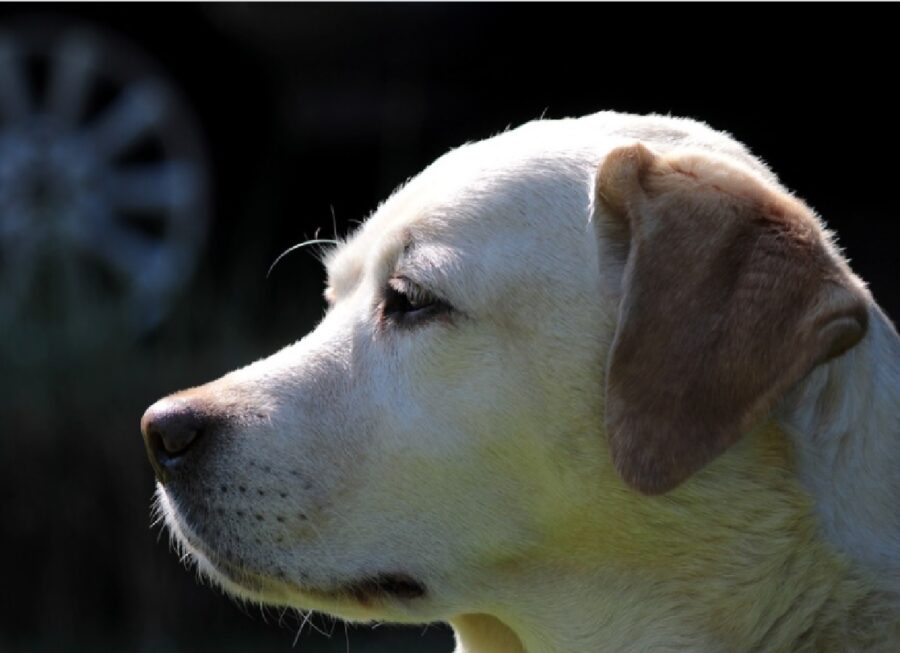 cane labrador colpito dal sole