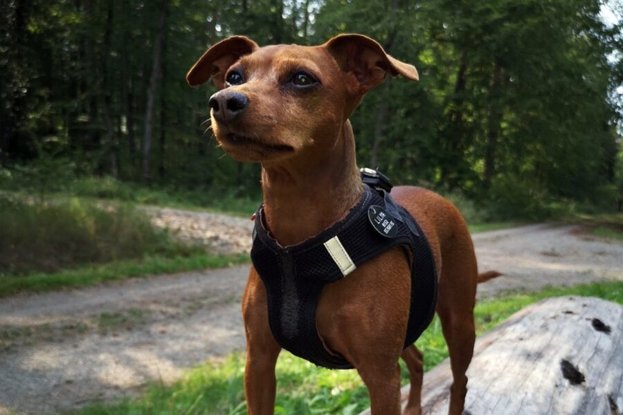 cagnolino con pettorina