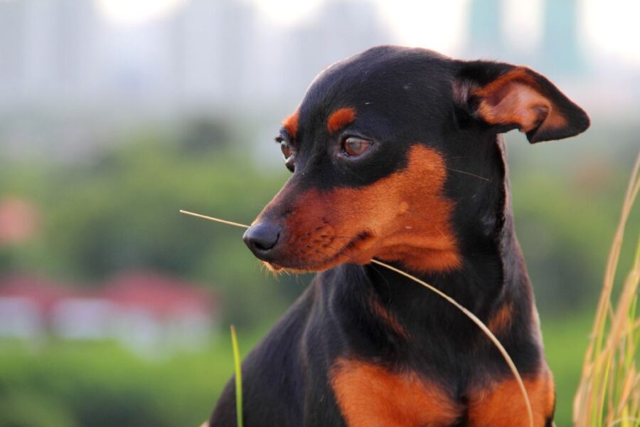 zwergpinscher nero focato