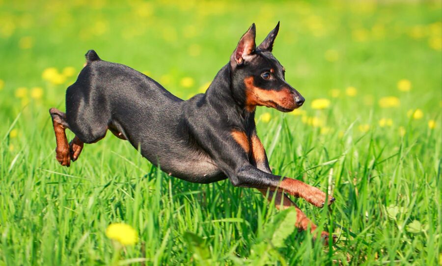 cane che corre sul prato