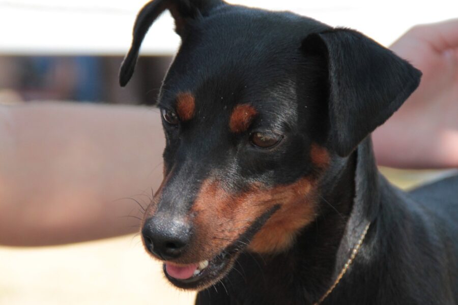 sguardo del cane