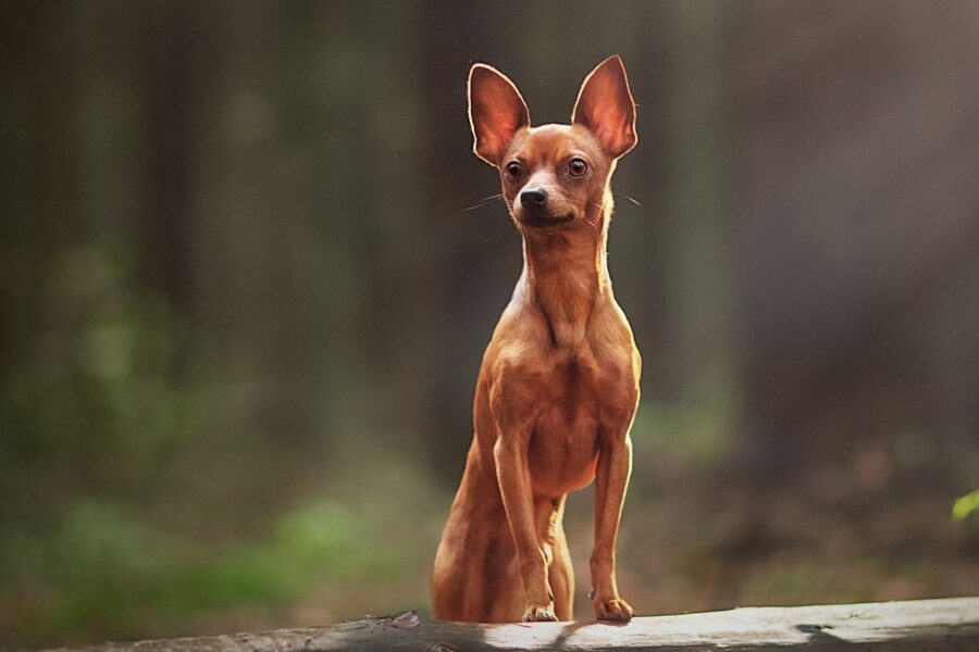 cane piccolo marrone 