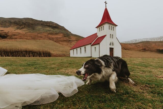 8 cani che rovinano le foto di matrimonio: Cerimonia noiosa? Ci pensiamo noi