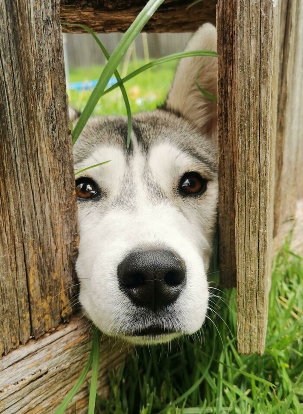 cane staccionata