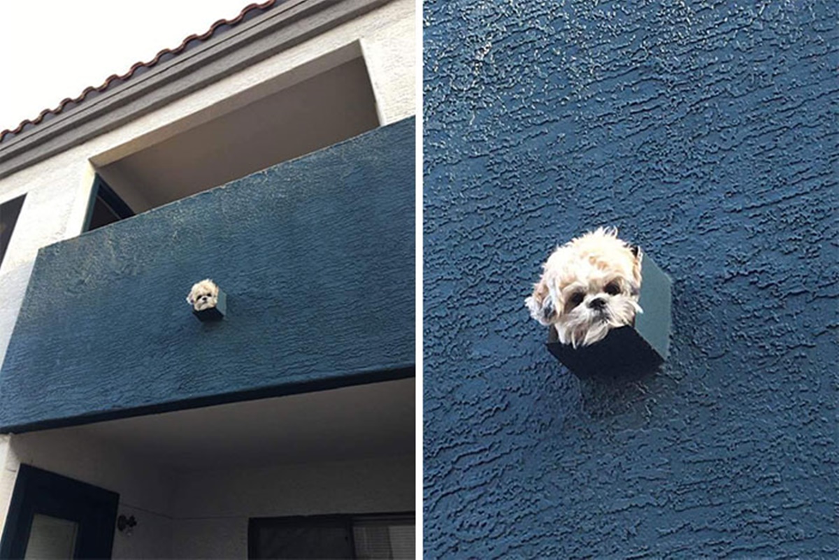 cane buco balcone