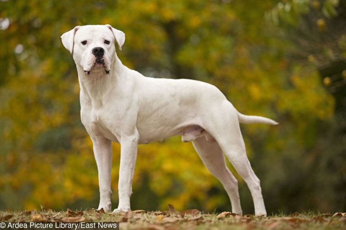 dogo argentino