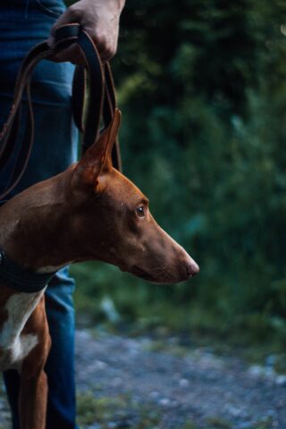 8 cani più costosi: i cani più cari per i quali si spende di più