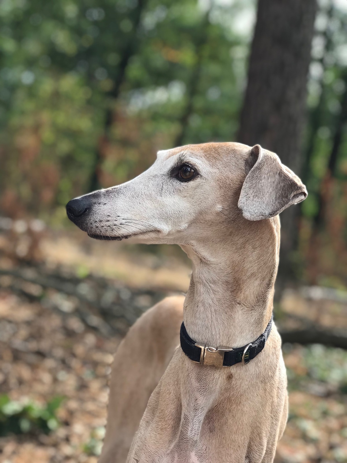 cane nel bosco