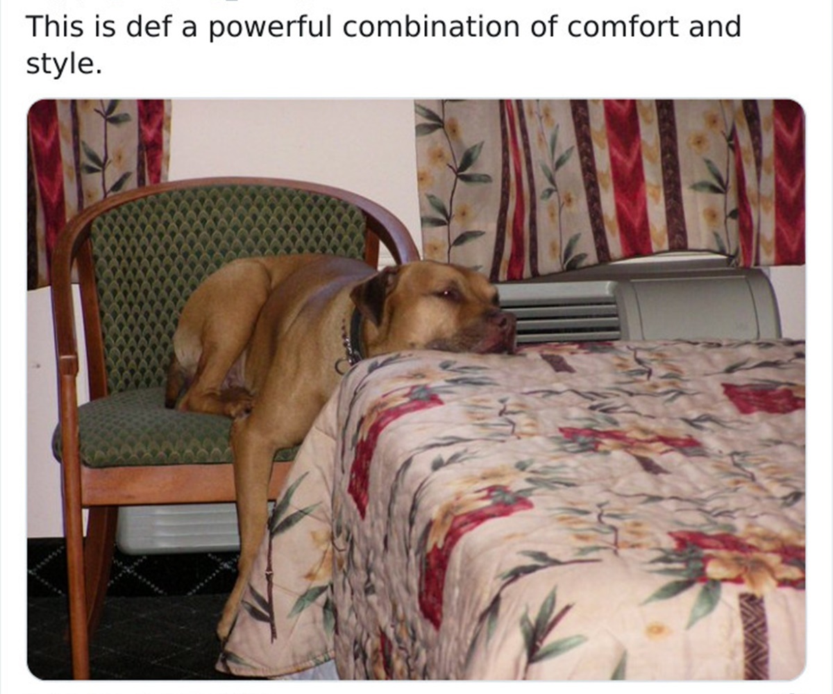 cane sedia letto