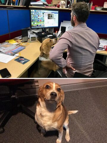 cane in ufficio