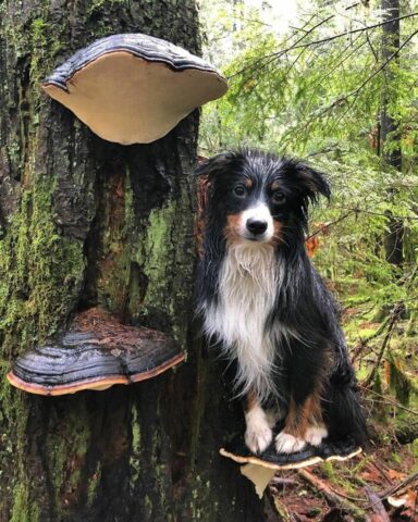 10 cani sui funghi: il passatempo migliore per gli amanti del bosco