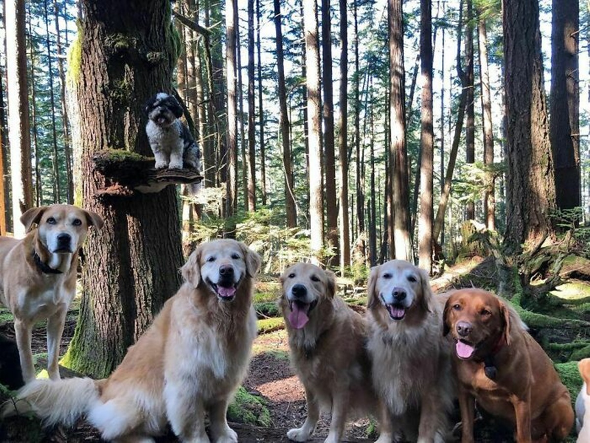 gruppo bosco