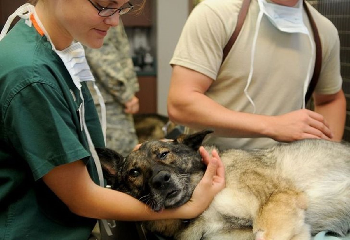 cane veterinario