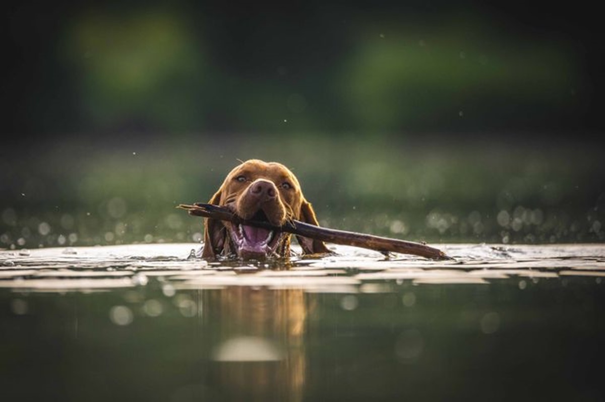 cane acqua