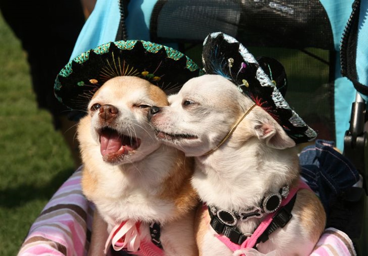 cani mariachi