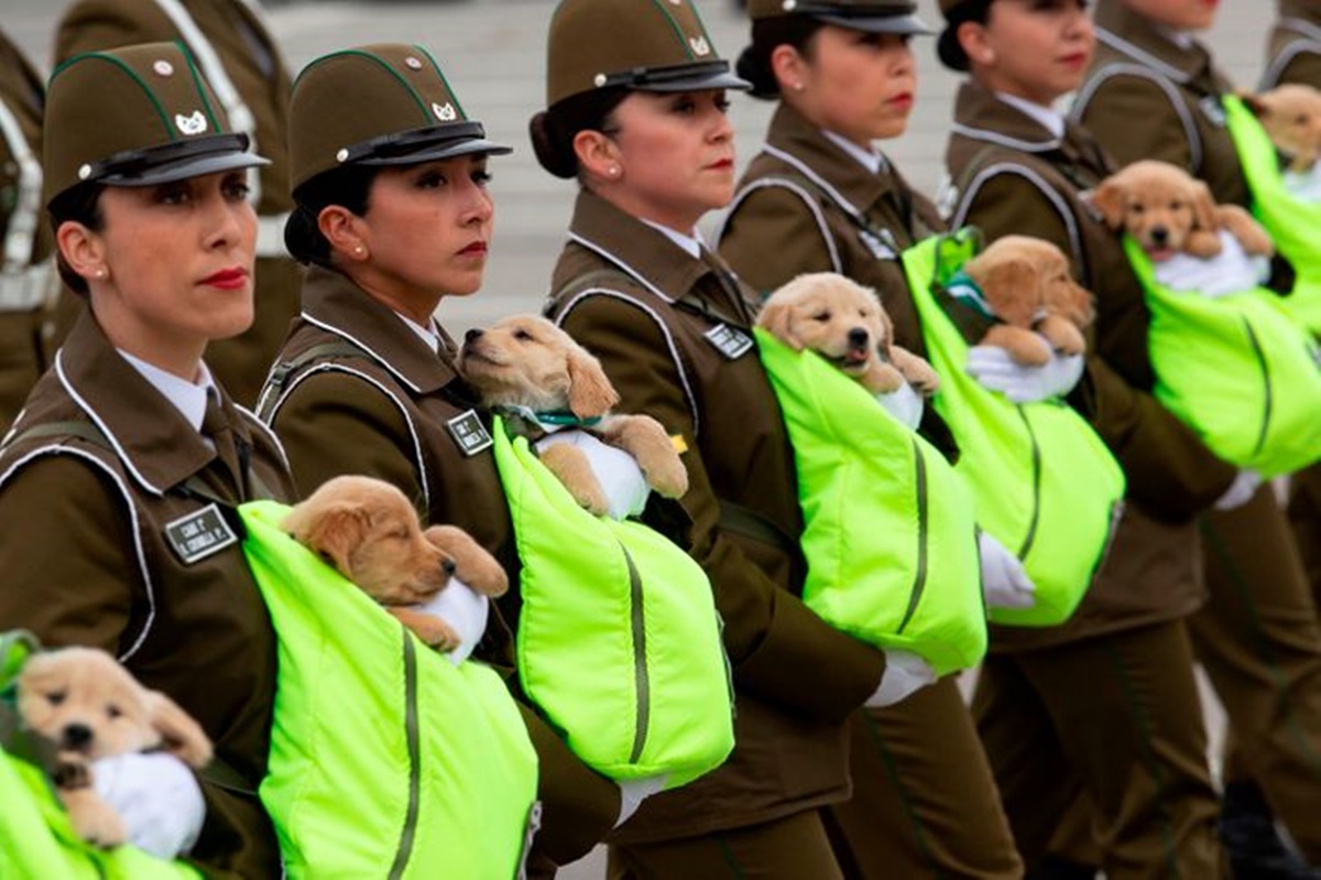 cani militari