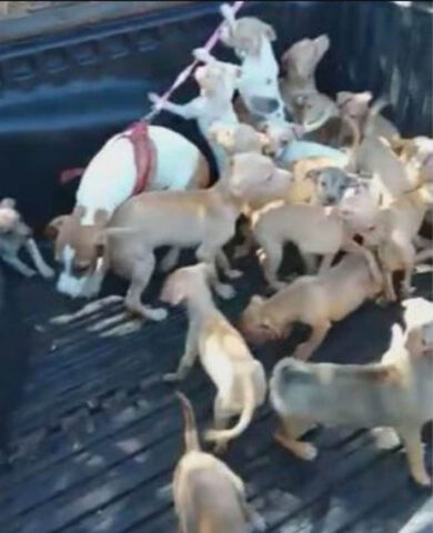 Più di 100 cani detenuti in condizioni deplorevoli da una donna. Le foto del sequestro