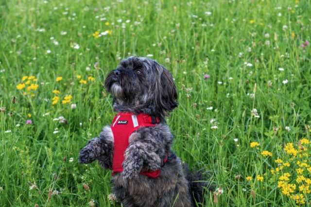 3 consigli per tenere il cane al sicuro da smarrimenti e furti