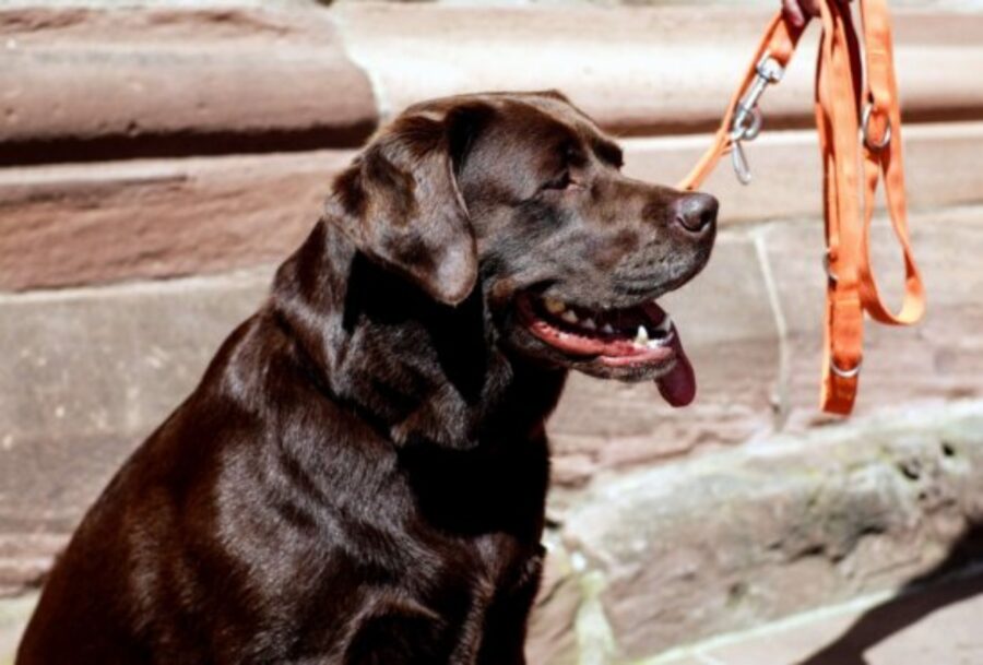 cucciolo labrador cioccolato