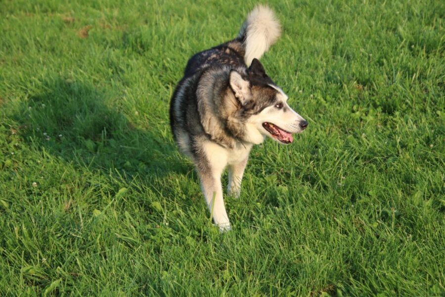 cane husky erba