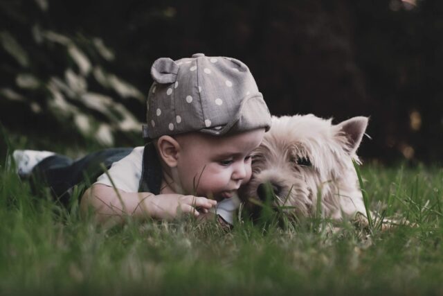 3 suggerimenti per evitare la gelosia tra cani e bambini