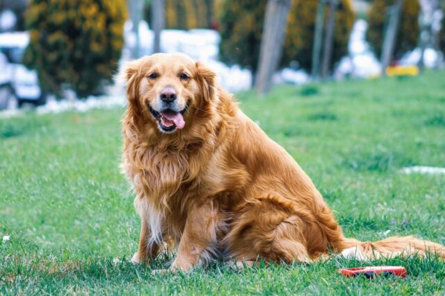 4 buone ragioni per adottare un cane anziano anziché un cucciolo