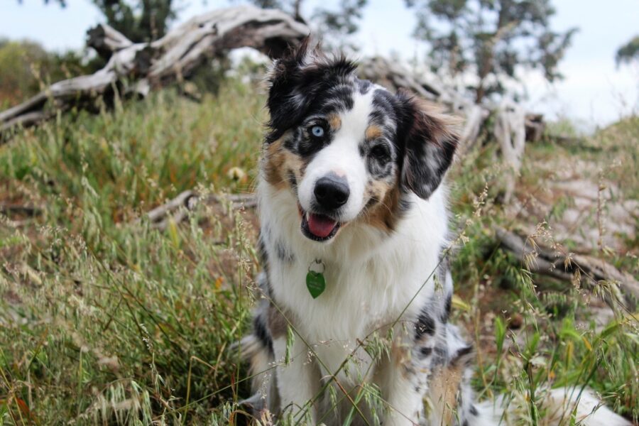 cane pastore australiano