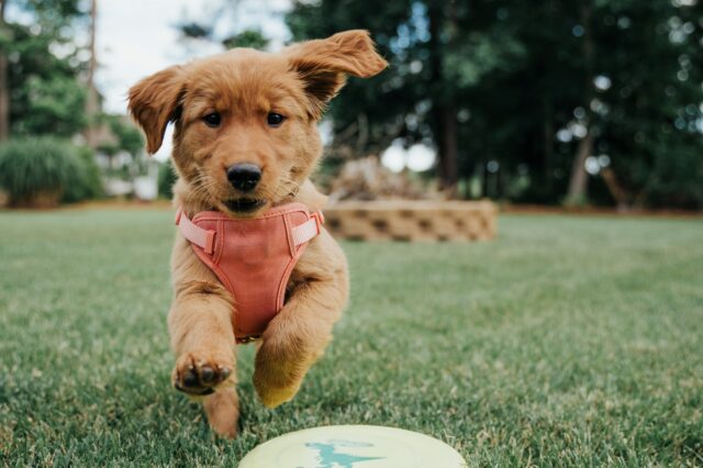 4 consigli per aiutarti a trovare il cane perfetto per te