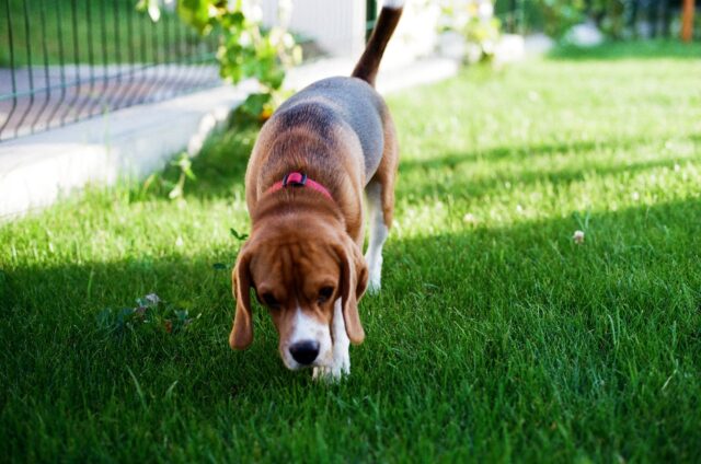 4 consigli per prenderti cura del cane di un tuo amico