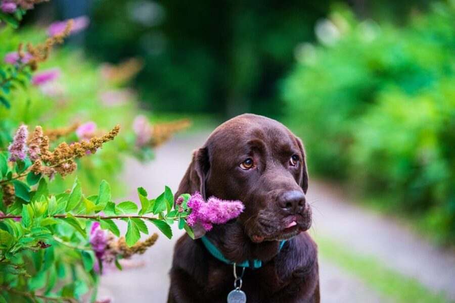 cane marrone dolce