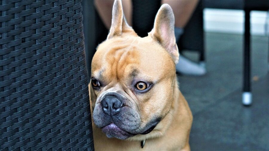 cane bulldog francese