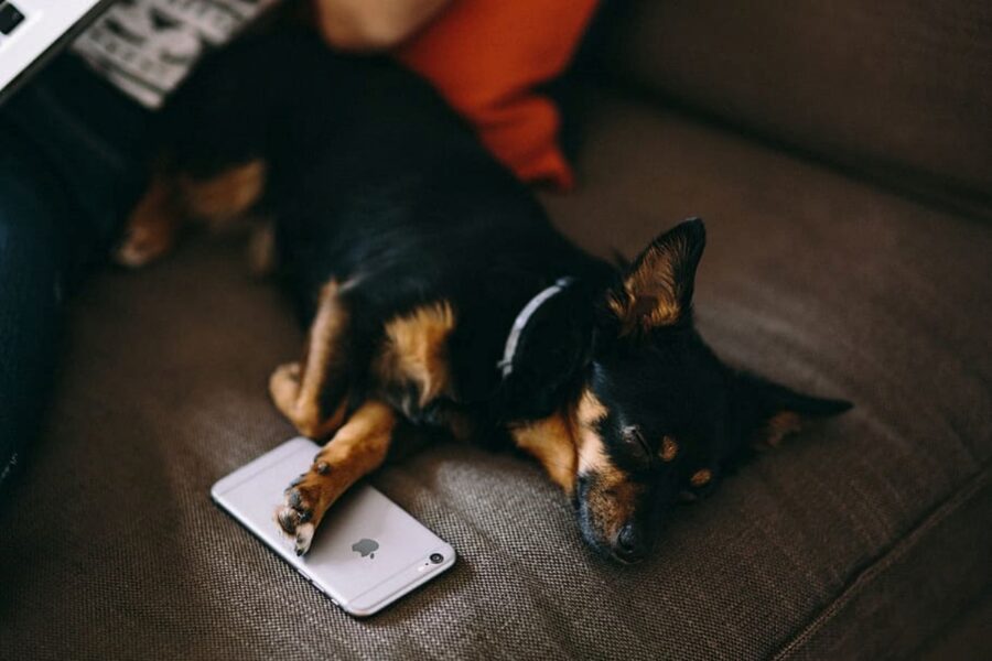 cane dormire telefono