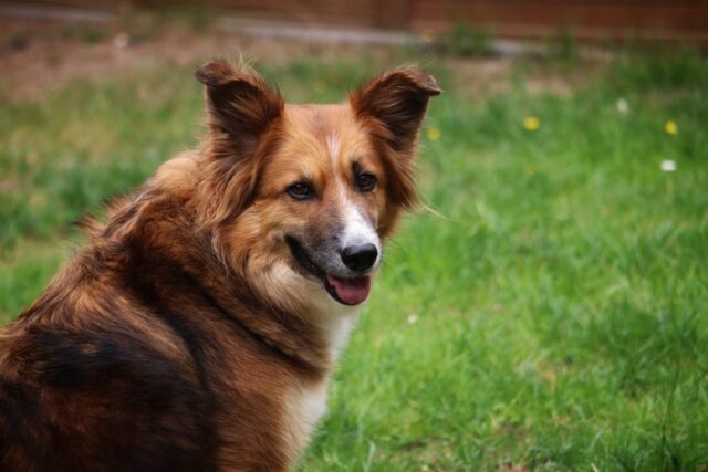 4 cose da considerare prima di prendere un gatto se hai un cane