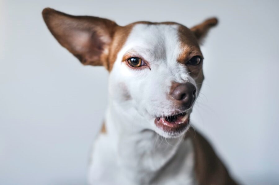 cane arrabbiato espressione